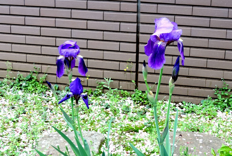 20170413-7040