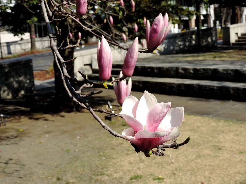 20190315-7619