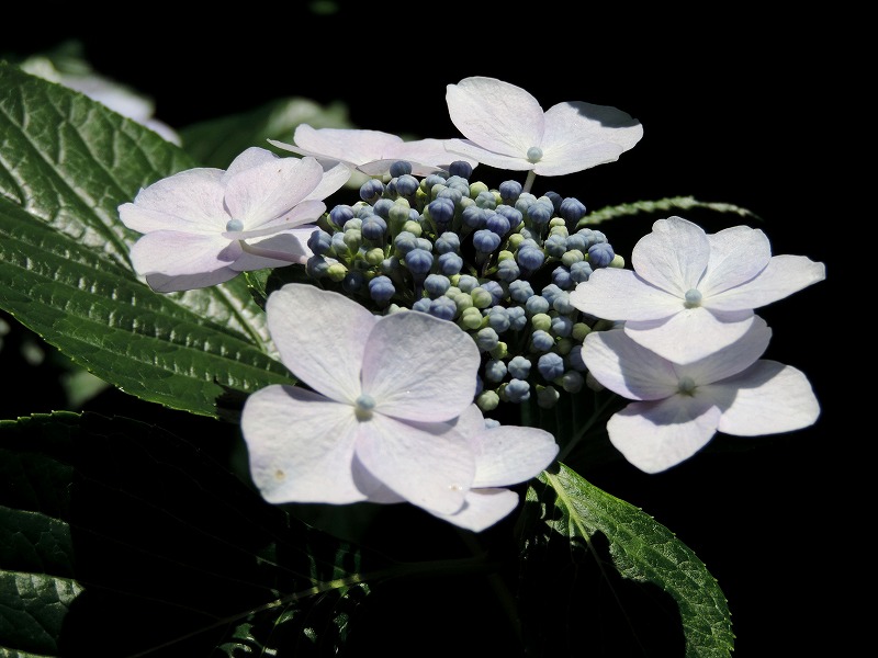 20170616-7876