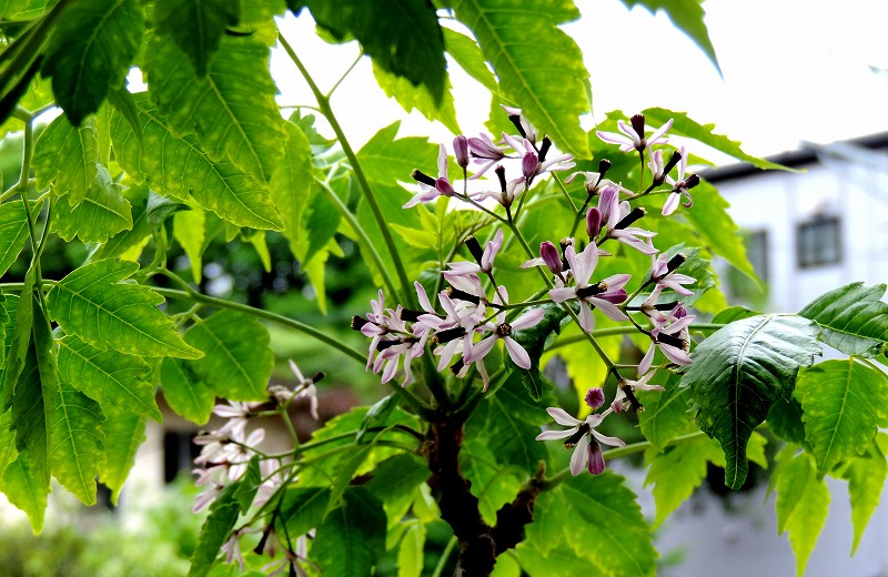20180508-8115