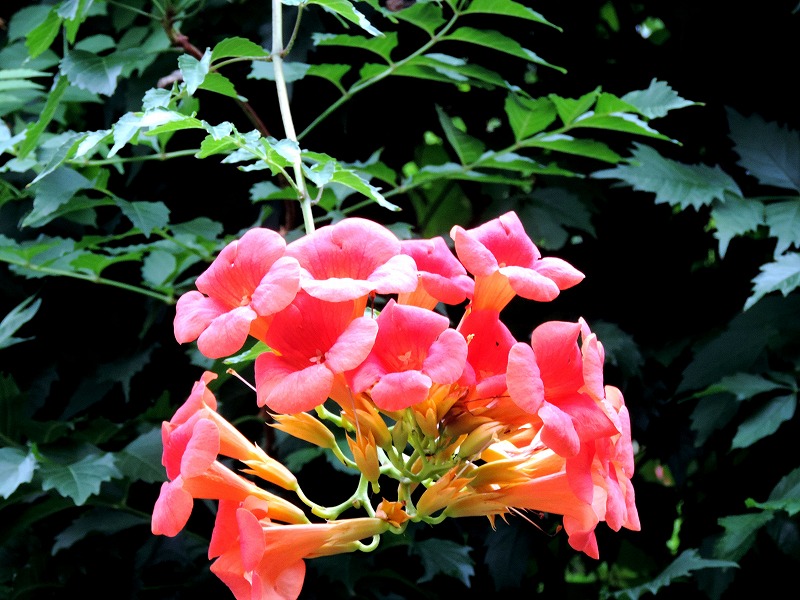 20170802-8220