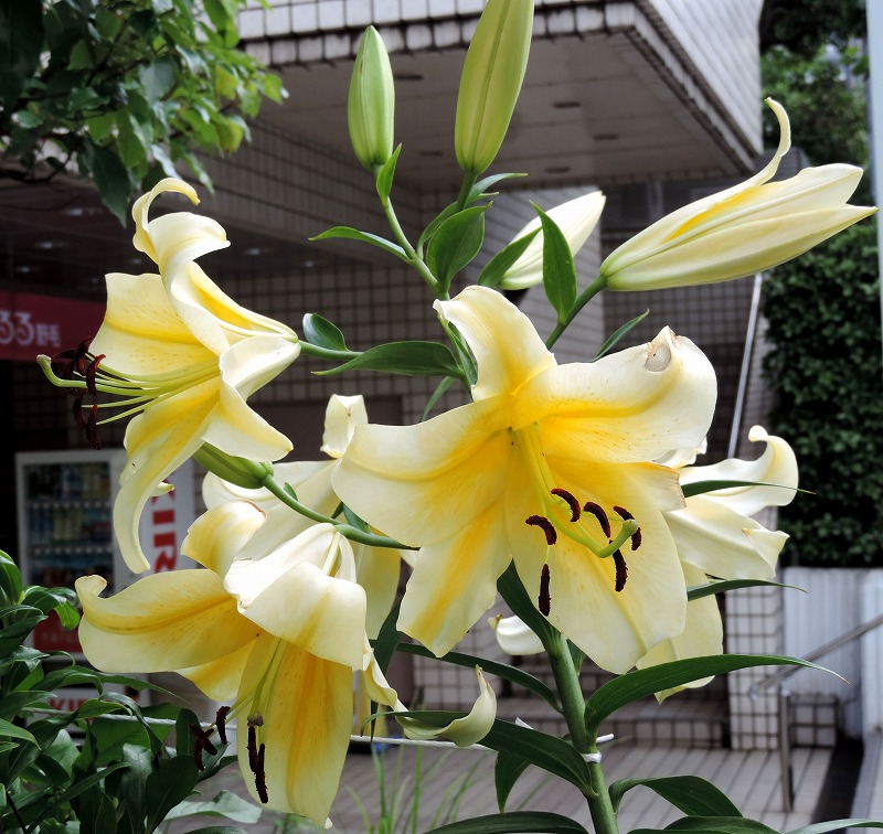 20190626-8617