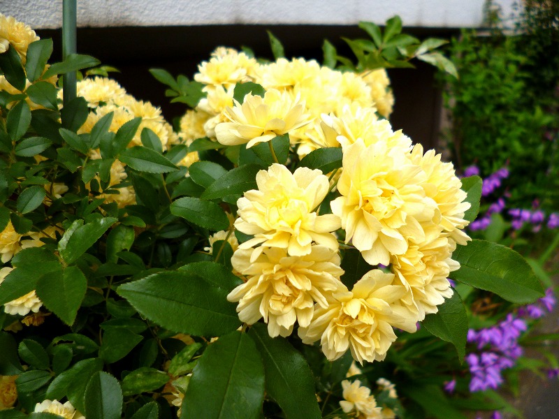 20150430-0285