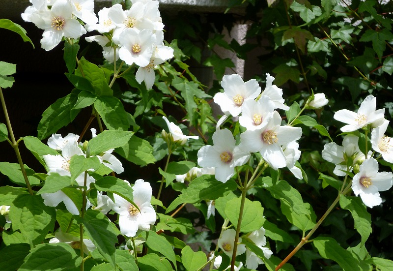 20150522-0713