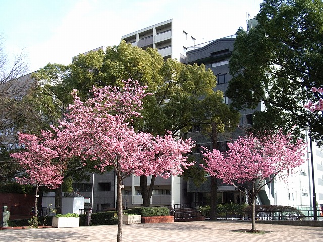 okamezakura okamezakura