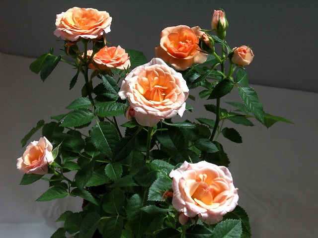 ¥ß¥Ë¥Ð¥é£± ¥ß¥Ë¥Ð¥é£±